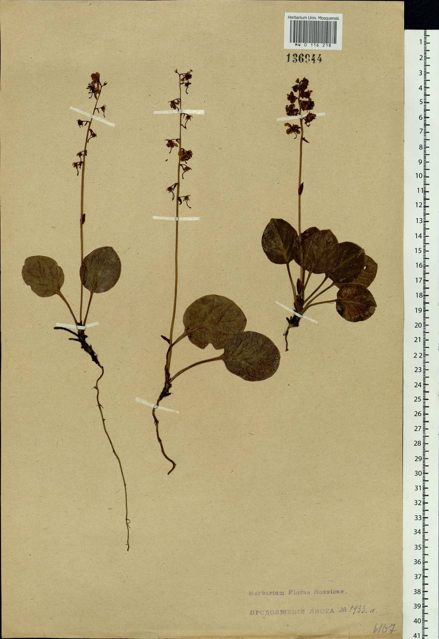 Pyrola asarifolia subsp. incarnata (DC.) A. E. Murray, Сибирь, Прибайкалье и Забайкалье (S4) (Россия)