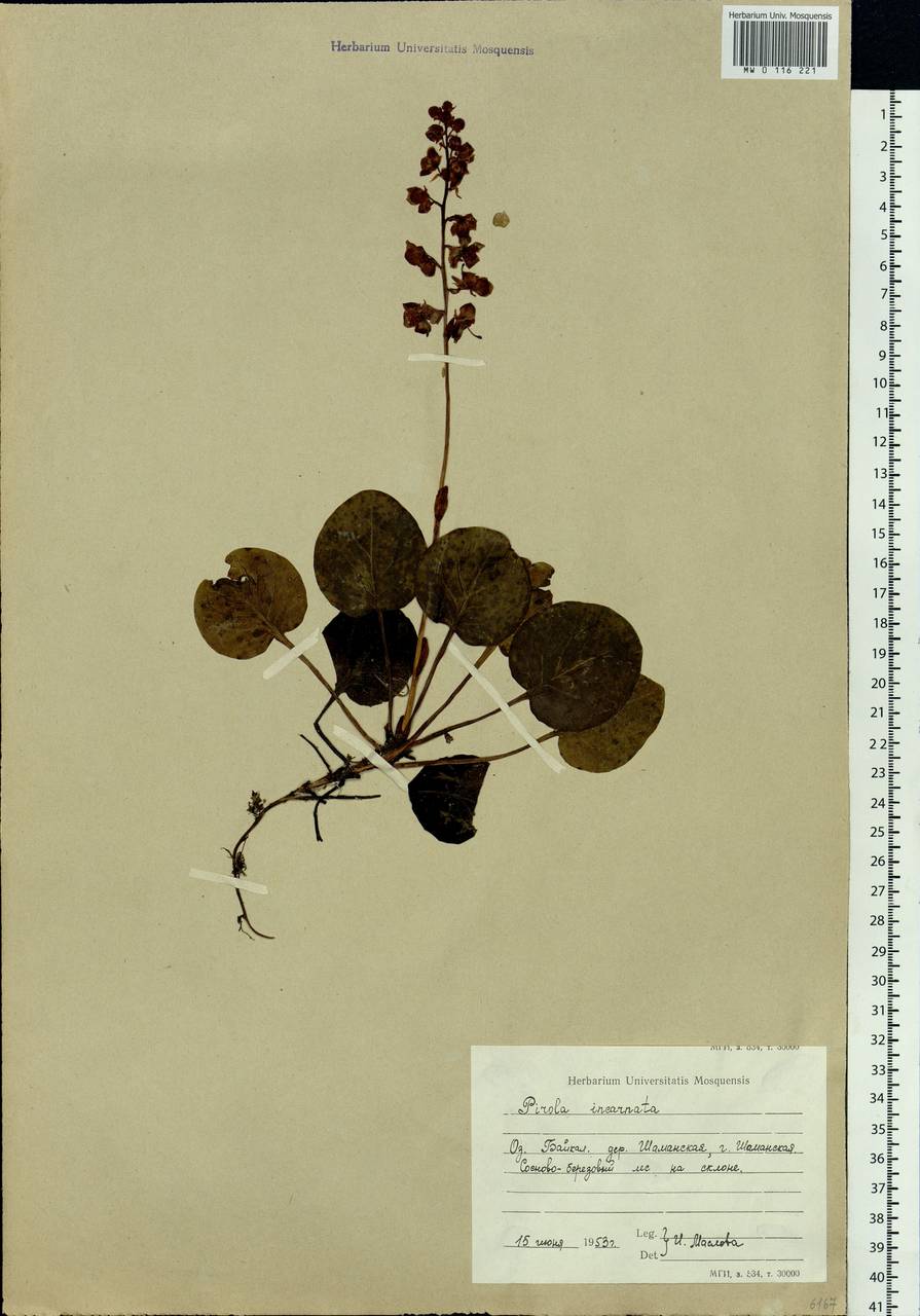 Pyrola asarifolia subsp. incarnata (DC.) A. E. Murray, Сибирь, Прибайкалье и Забайкалье (S4) (Россия)