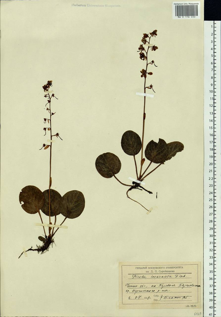 Pyrola asarifolia subsp. incarnata (DC.) A. E. Murray, Сибирь, Прибайкалье и Забайкалье (S4) (Россия)