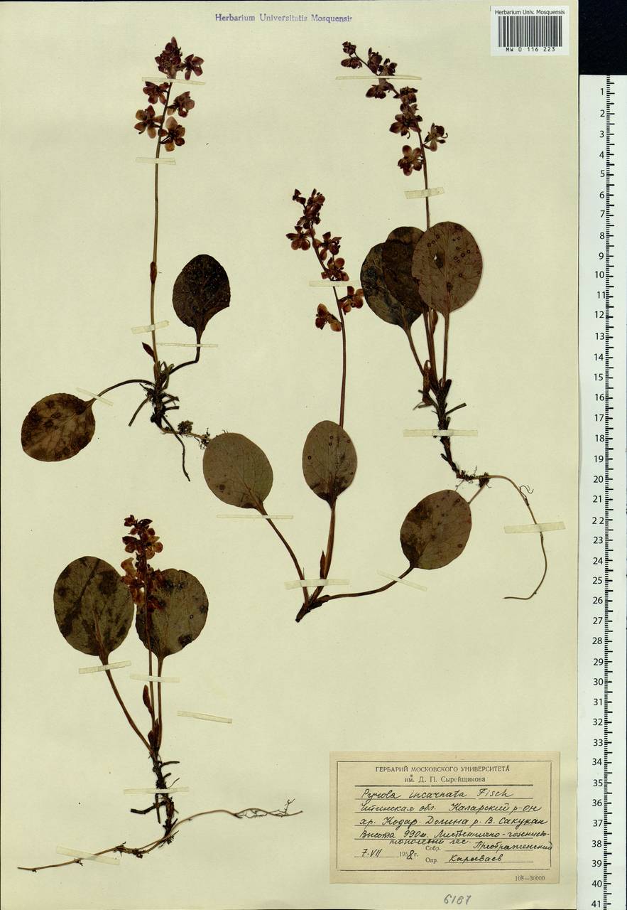 Pyrola asarifolia subsp. incarnata (DC.) A. E. Murray, Сибирь, Прибайкалье и Забайкалье (S4) (Россия)
