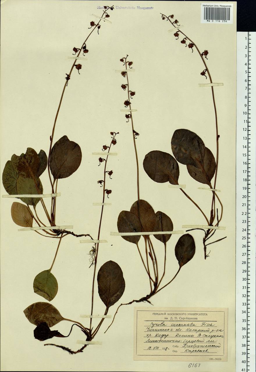 Pyrola asarifolia subsp. incarnata (DC.) A. E. Murray, Сибирь, Прибайкалье и Забайкалье (S4) (Россия)