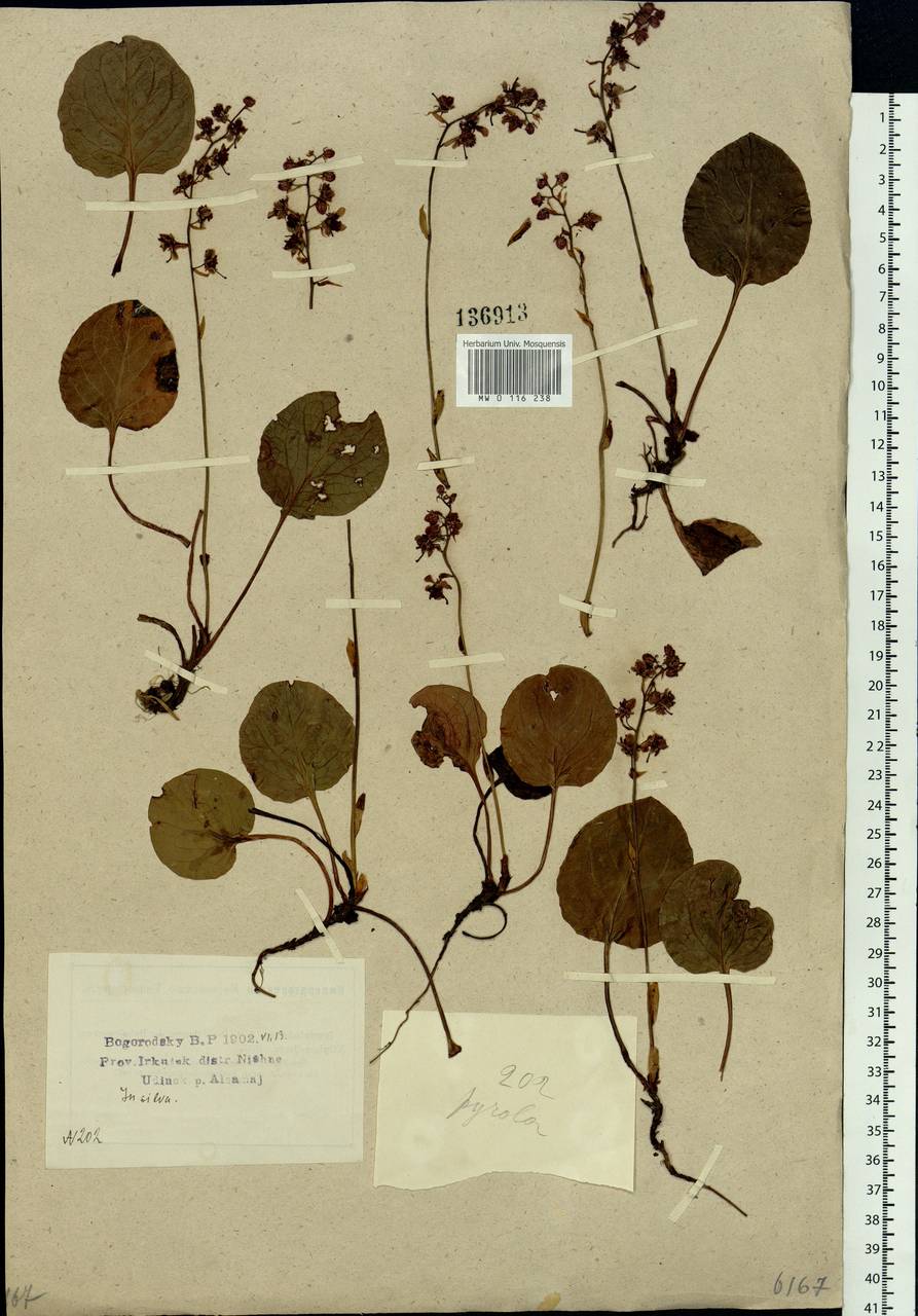 Pyrola asarifolia subsp. incarnata (DC.) A. E. Murray, Сибирь, Прибайкалье и Забайкалье (S4) (Россия)