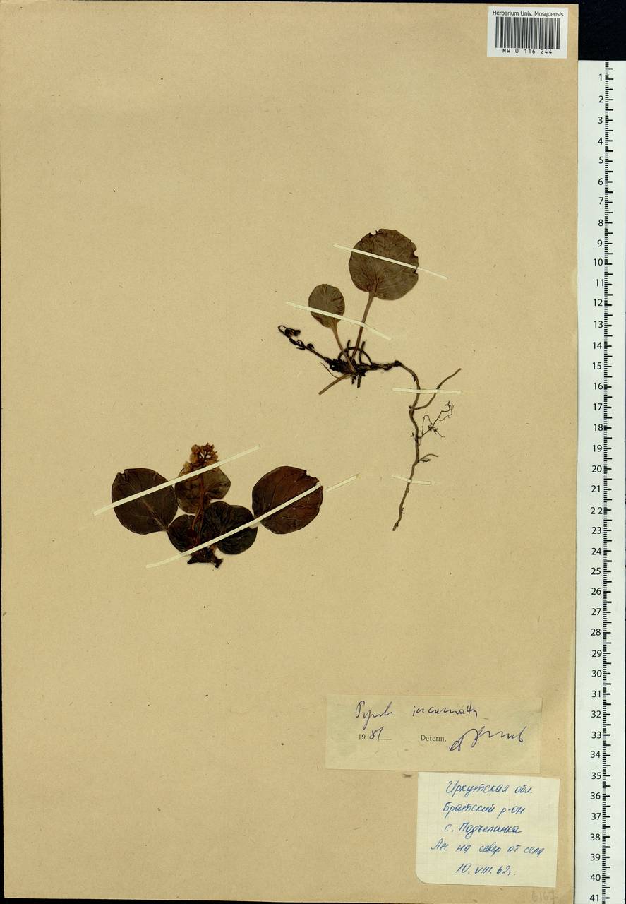 Pyrola asarifolia subsp. incarnata (DC.) A. E. Murray, Сибирь, Прибайкалье и Забайкалье (S4) (Россия)