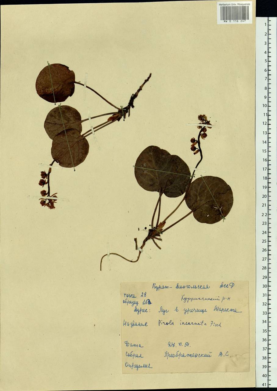 Pyrola asarifolia subsp. incarnata (DC.) A. E. Murray, Сибирь, Прибайкалье и Забайкалье (S4) (Россия)