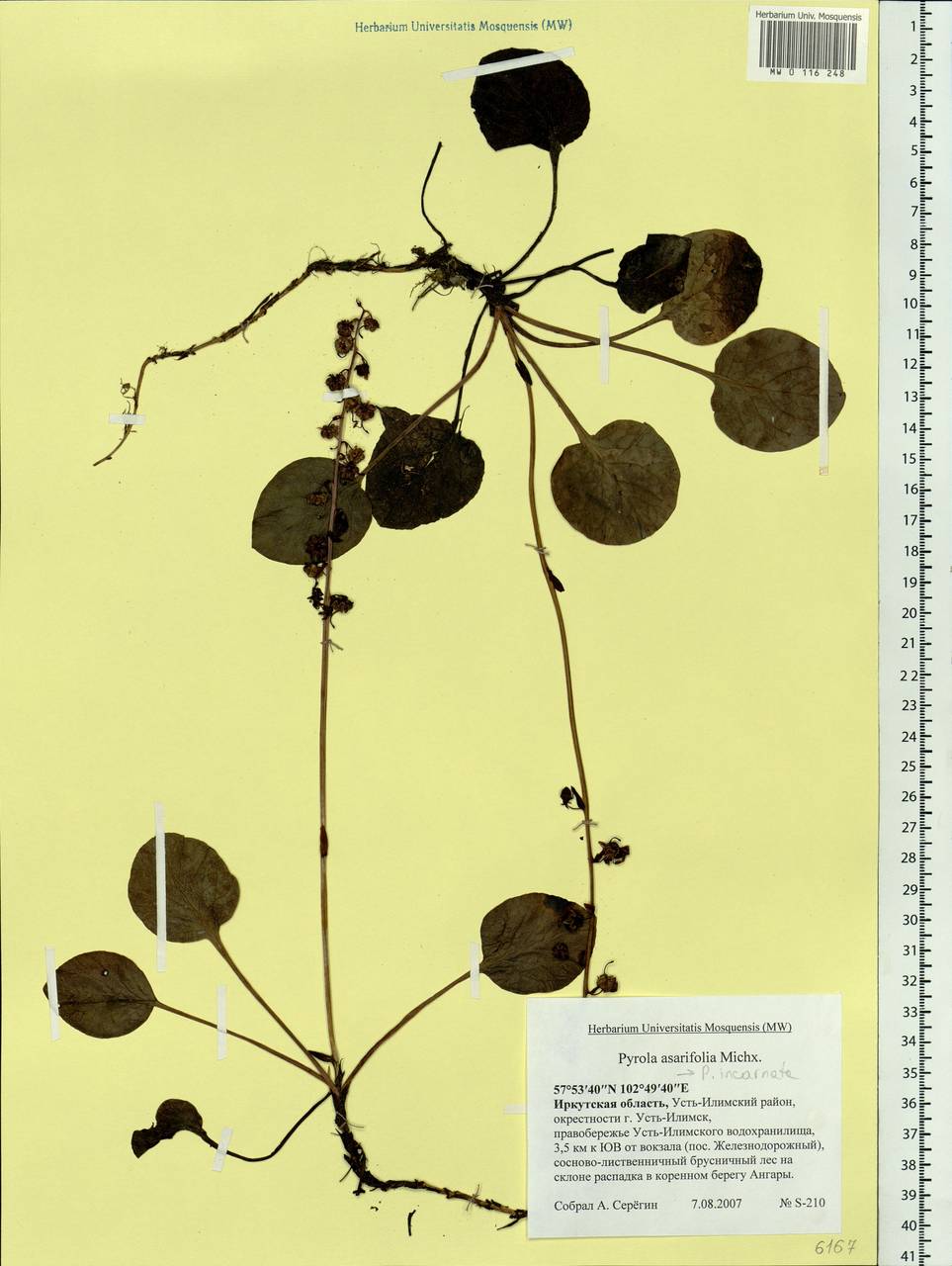 Pyrola asarifolia subsp. incarnata (DC.) A. E. Murray, Сибирь, Прибайкалье и Забайкалье (S4) (Россия)