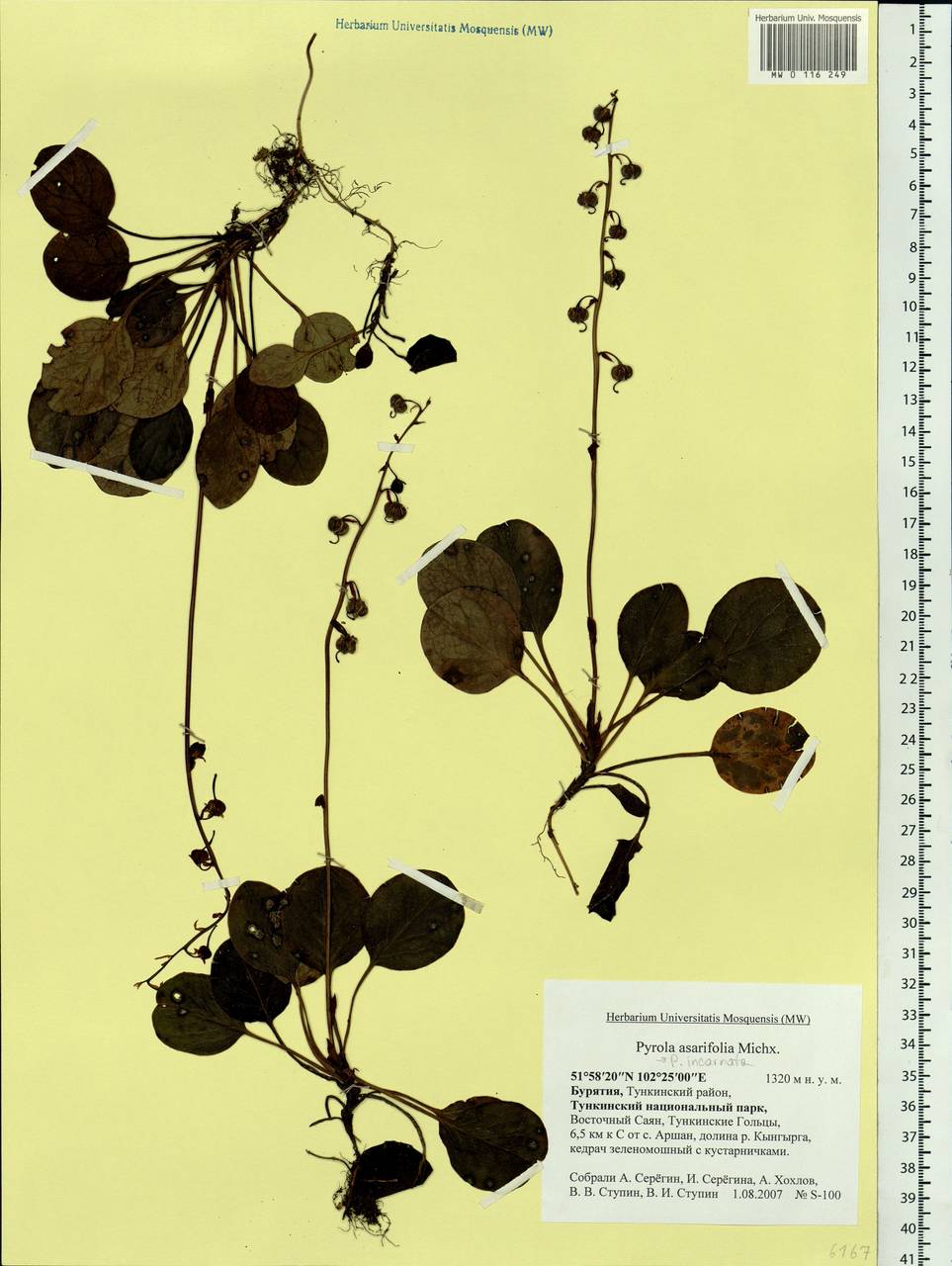Pyrola asarifolia subsp. incarnata (DC.) A. E. Murray, Сибирь, Прибайкалье и Забайкалье (S4) (Россия)