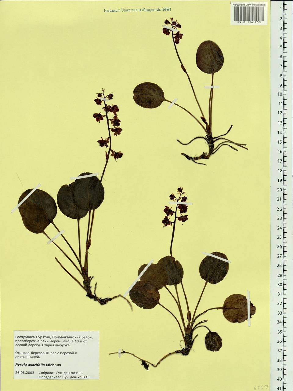 Pyrola asarifolia subsp. incarnata (DC.) A. E. Murray, Сибирь, Прибайкалье и Забайкалье (S4) (Россия)