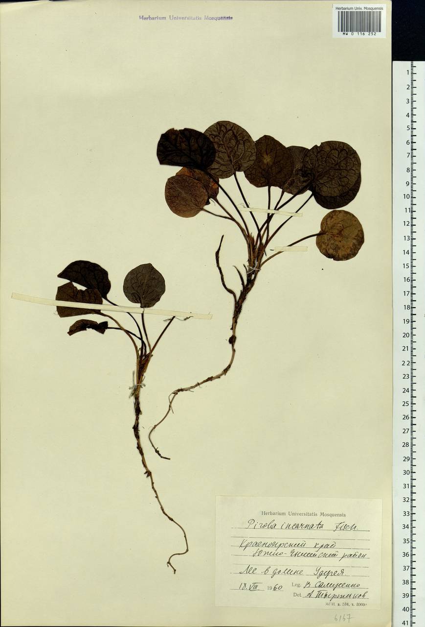 Pyrola asarifolia subsp. incarnata (DC.) A. E. Murray, Сибирь, Центральная Сибирь (S3) (Россия)