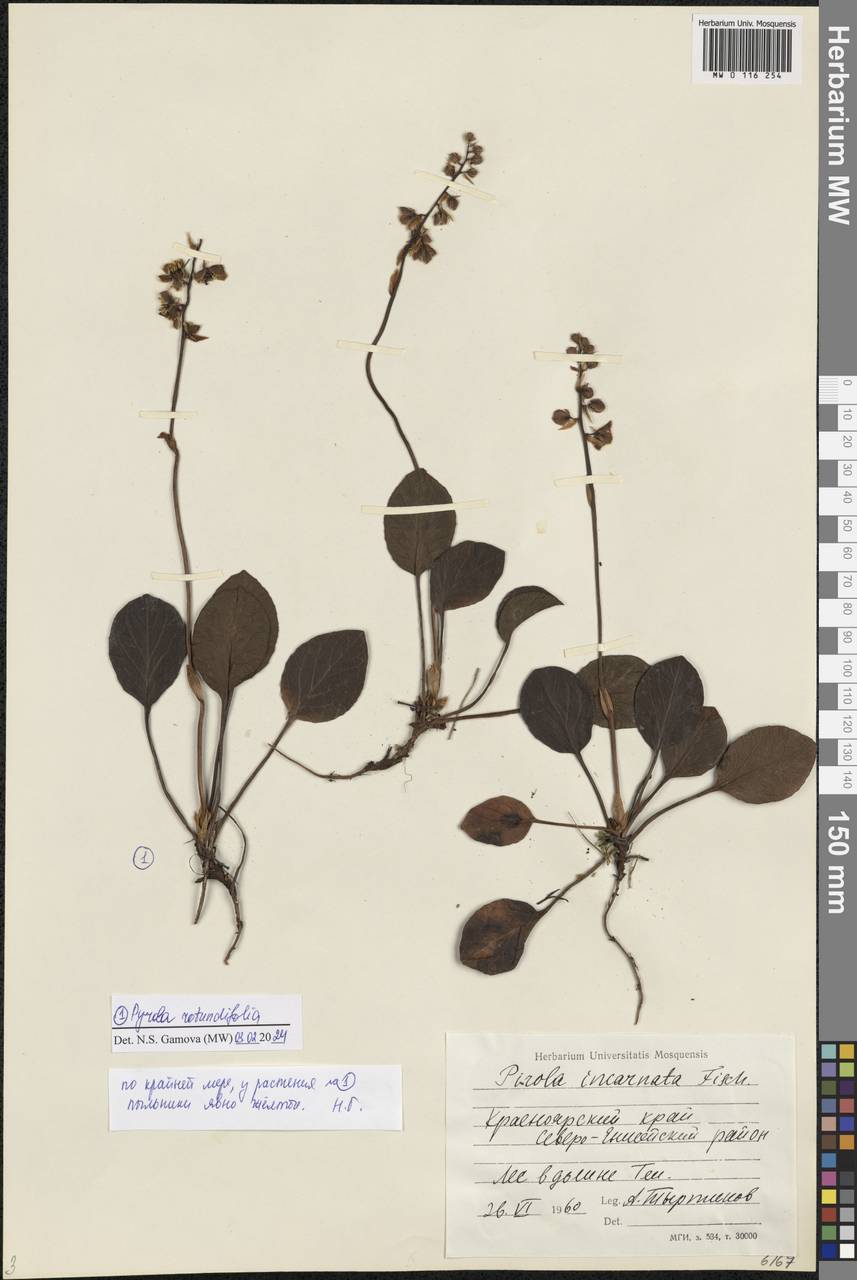 Pyrola asarifolia subsp. incarnata (DC.) A. E. Murray, Сибирь, Центральная Сибирь (S3) (Россия)