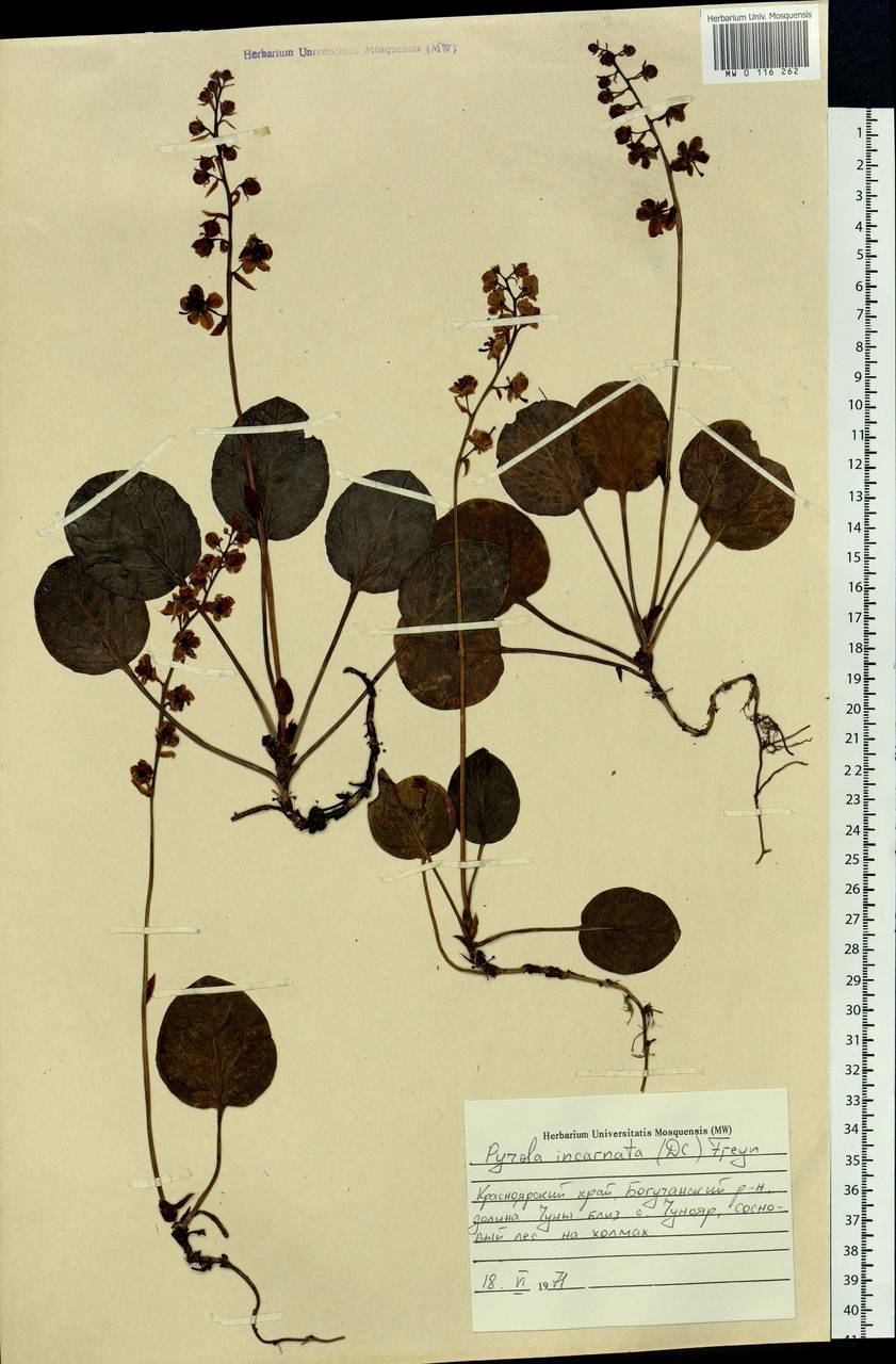 Pyrola asarifolia subsp. incarnata (DC.) A. E. Murray, Сибирь, Центральная Сибирь (S3) (Россия)