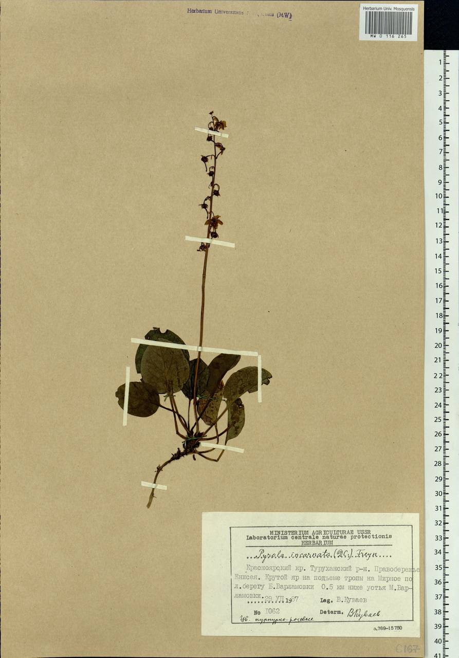 Pyrola asarifolia subsp. incarnata (DC.) A. E. Murray, Сибирь, Центральная Сибирь (S3) (Россия)