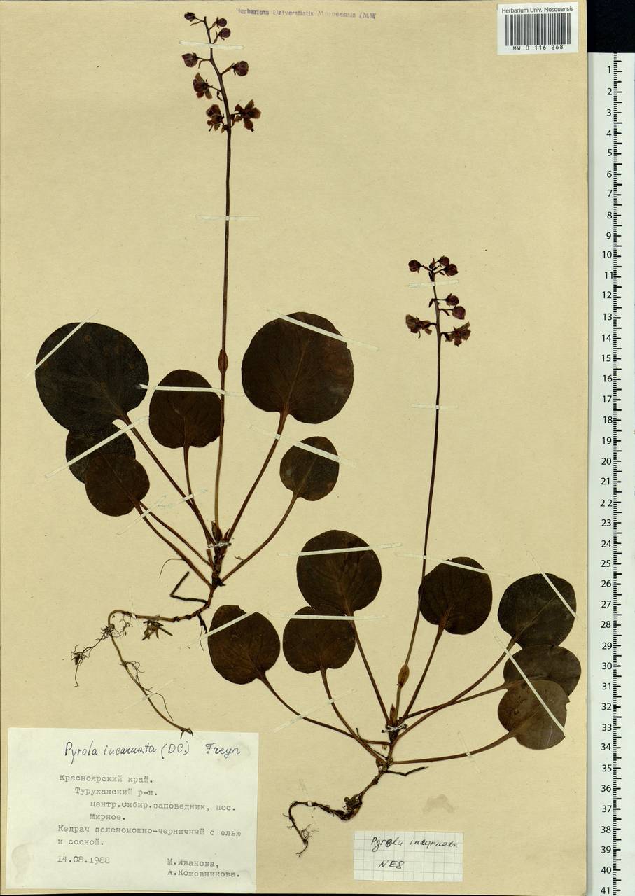 Pyrola asarifolia subsp. incarnata (DC.) A. E. Murray, Сибирь, Центральная Сибирь (S3) (Россия)