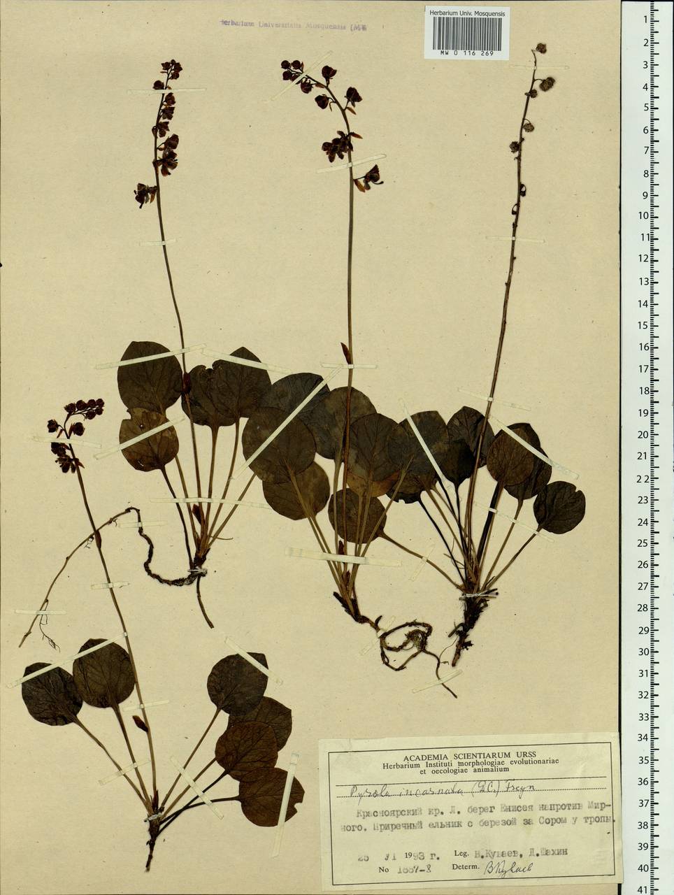 Pyrola asarifolia subsp. incarnata (DC.) A. E. Murray, Сибирь, Центральная Сибирь (S3) (Россия)