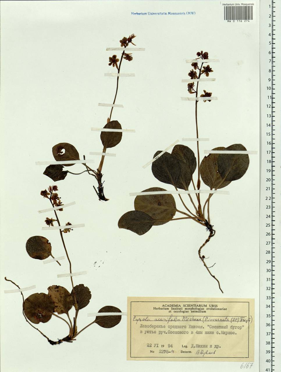 Pyrola asarifolia subsp. incarnata (DC.) A. E. Murray, Сибирь, Центральная Сибирь (S3) (Россия)