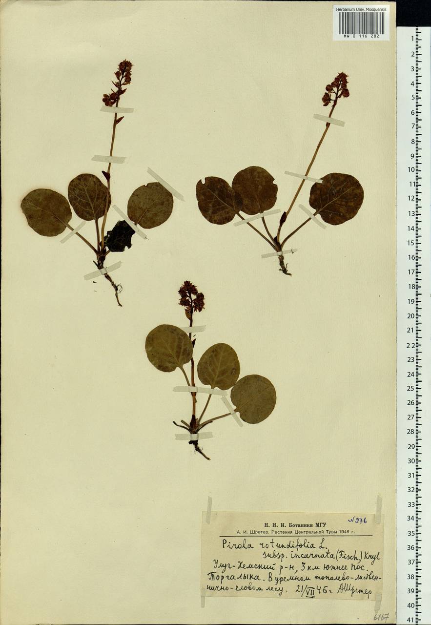 Pyrola asarifolia subsp. incarnata (DC.) A. E. Murray, Сибирь, Алтай и Саяны (S2) (Россия)