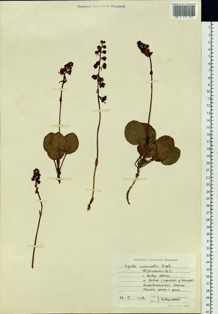 Pyrola asarifolia subsp. incarnata (DC.) A. E. Murray, Сибирь, Алтай и Саяны (S2) (Россия)