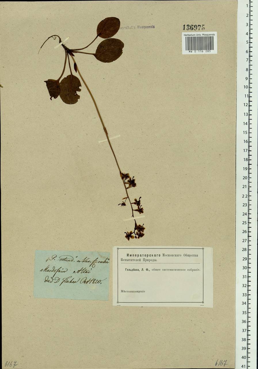 Pyrola asarifolia subsp. incarnata (DC.) A. E. Murray, Сибирь, Алтай и Саяны (S2) (Россия)