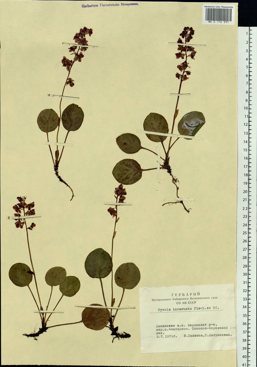 Pyrola asarifolia subsp. incarnata (DC.) A. E. Murray, Сибирь, Алтай и Саяны (S2) (Россия)
