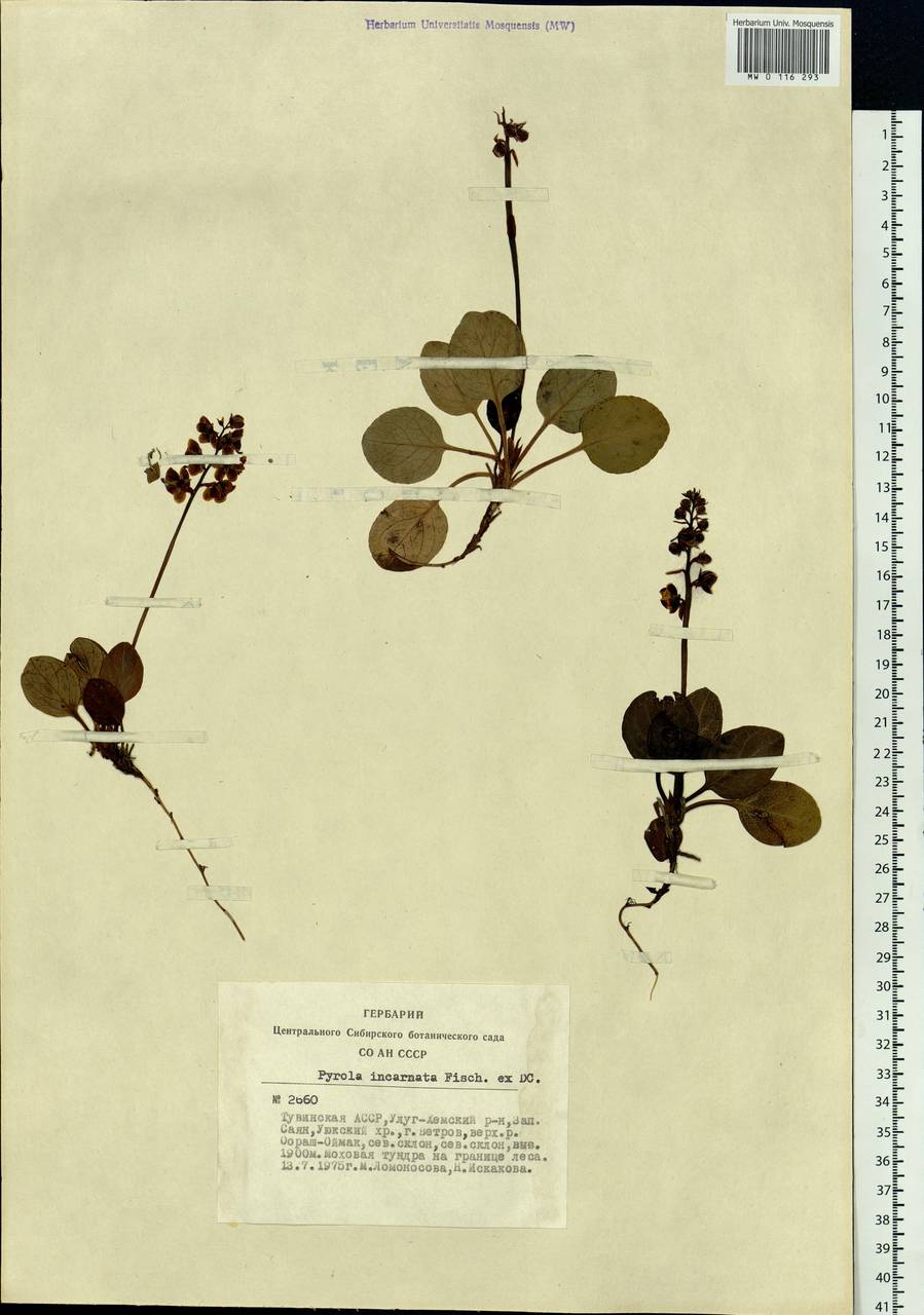 Pyrola asarifolia subsp. incarnata (DC.) A. E. Murray, Сибирь, Алтай и Саяны (S2) (Россия)