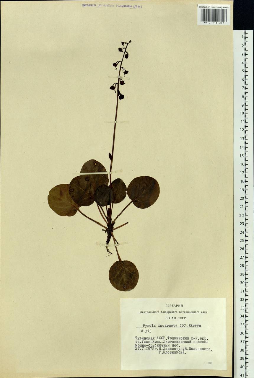 Pyrola asarifolia subsp. incarnata (DC.) A. E. Murray, Сибирь, Алтай и Саяны (S2) (Россия)