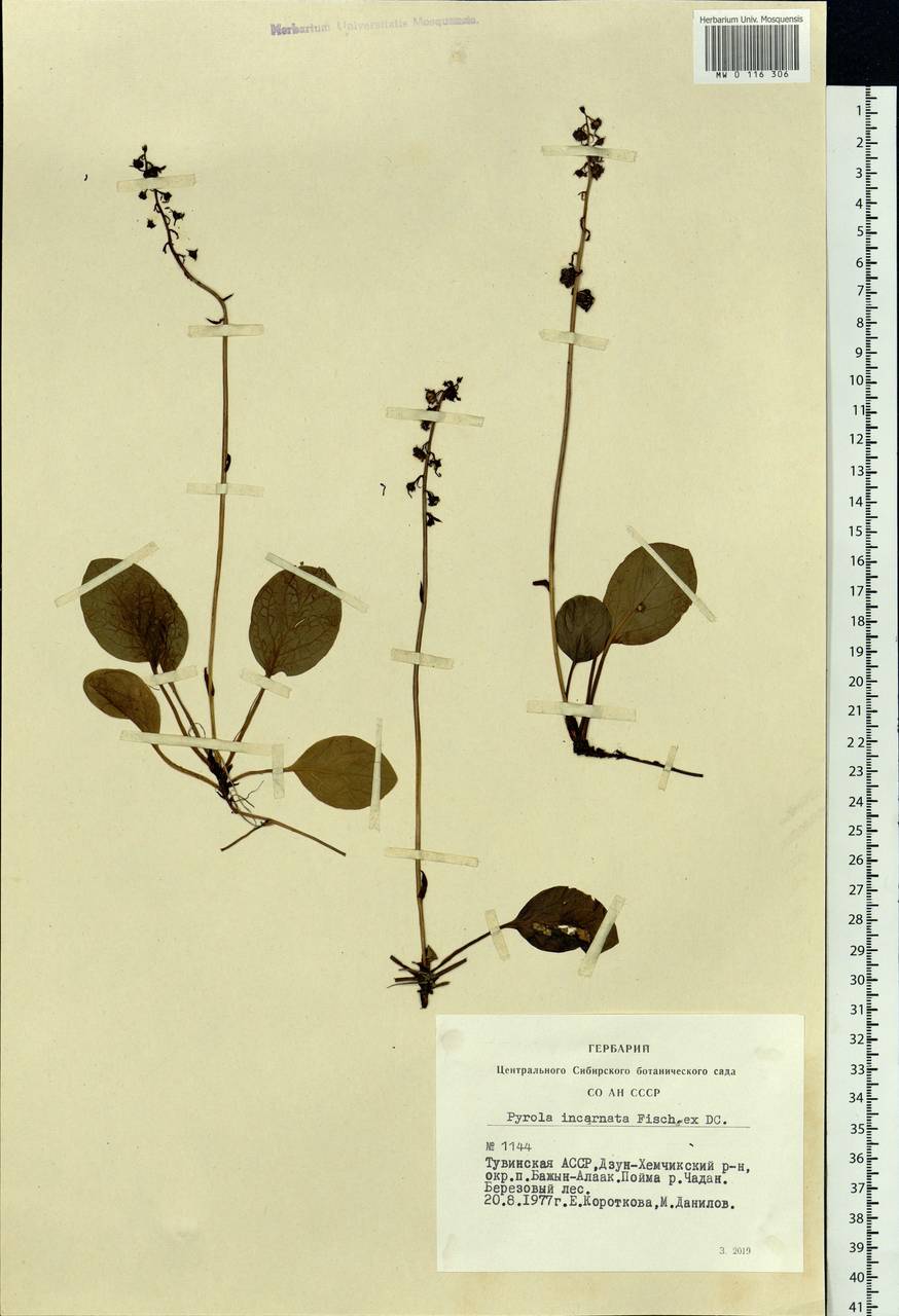 Pyrola asarifolia subsp. incarnata (DC.) A. E. Murray, Сибирь, Алтай и Саяны (S2) (Россия)