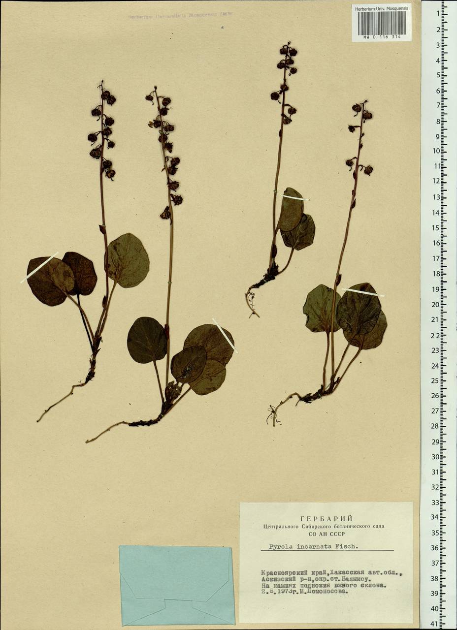 Pyrola asarifolia subsp. incarnata (DC.) A. E. Murray, Сибирь, Алтай и Саяны (S2) (Россия)