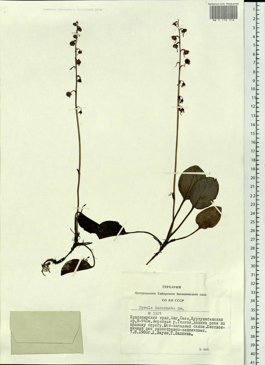 Pyrola asarifolia subsp. incarnata (DC.) A. E. Murray, Сибирь, Алтай и Саяны (S2) (Россия)
