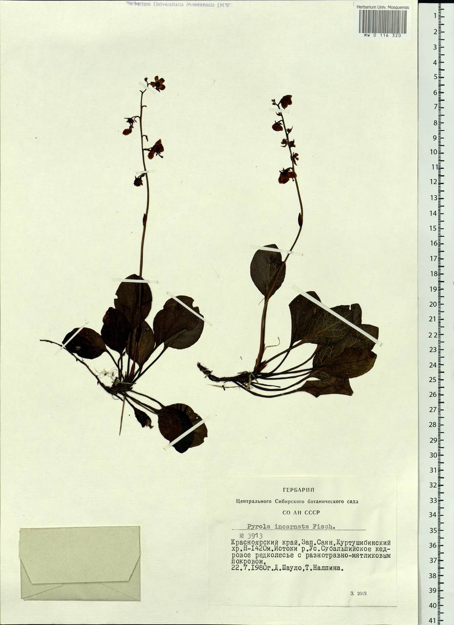 Pyrola asarifolia subsp. incarnata (DC.) A. E. Murray, Сибирь, Алтай и Саяны (S2) (Россия)