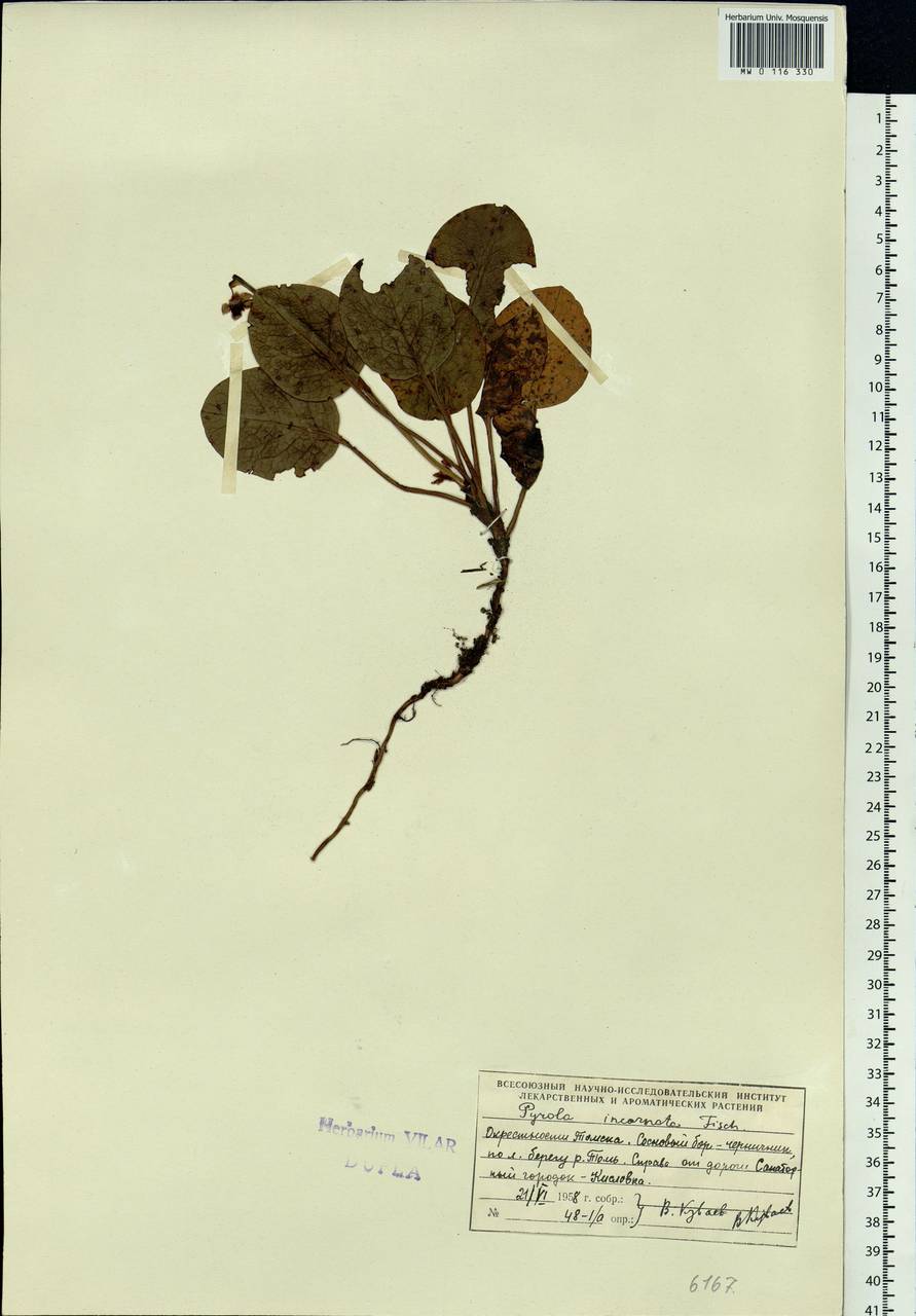 Pyrola asarifolia subsp. incarnata (DC.) A. E. Murray, Сибирь, Западная Сибирь (S1) (Россия)