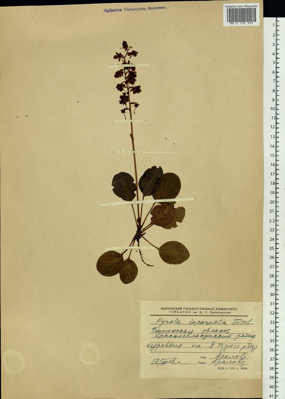 Pyrola asarifolia subsp. incarnata (DC.) A. E. Murray, Сибирь, Западная Сибирь (S1) (Россия)