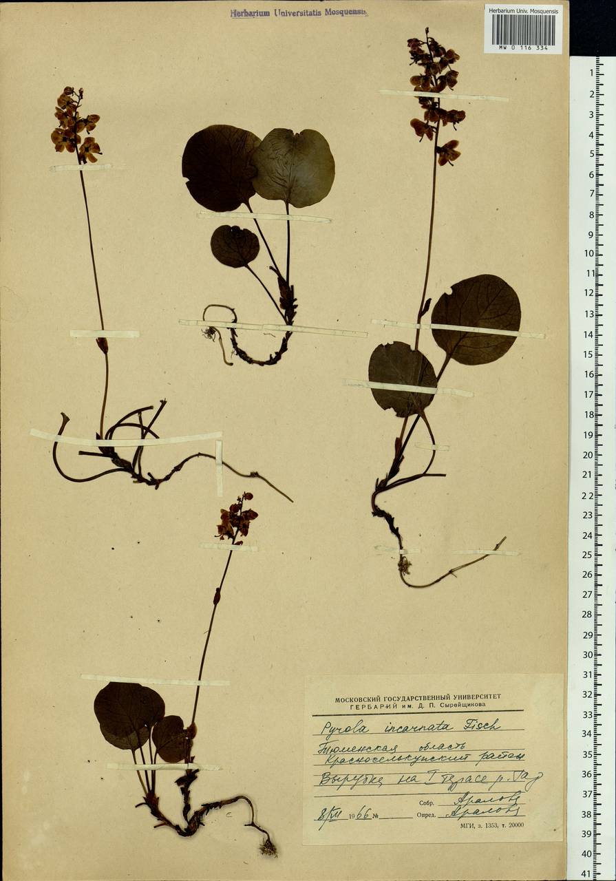 Pyrola asarifolia subsp. incarnata (DC.) A. E. Murray, Сибирь, Западная Сибирь (S1) (Россия)