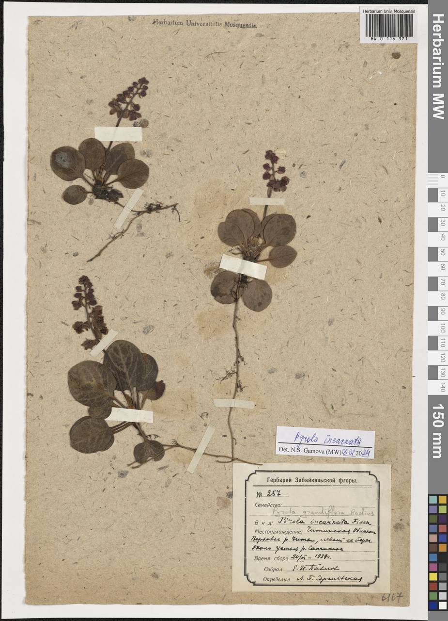 Pyrola asarifolia subsp. incarnata (DC.) A. E. Murray, Сибирь, Прибайкалье и Забайкалье (S4) (Россия)