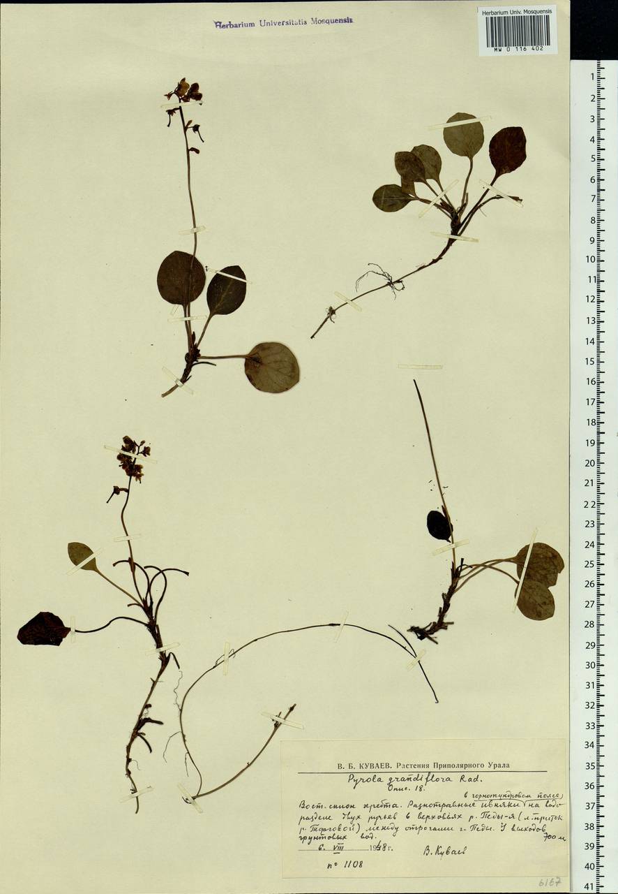 MW0116402, Pyrola grandiflora (Грушанка крупноцветковая), specimen