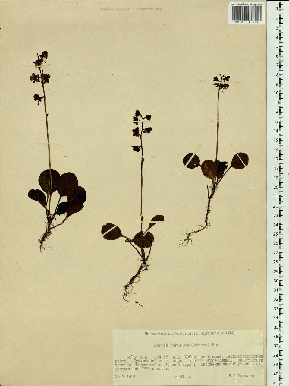 Грушанка даурская (Andres) Kom., Сибирь, Дальний Восток (S6) (Россия)