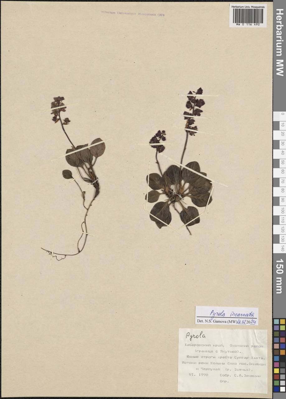 Pyrola asarifolia subsp. incarnata (DC.) A.E.Murray, Сибирь, Дальний Восток (S6) (Россия)