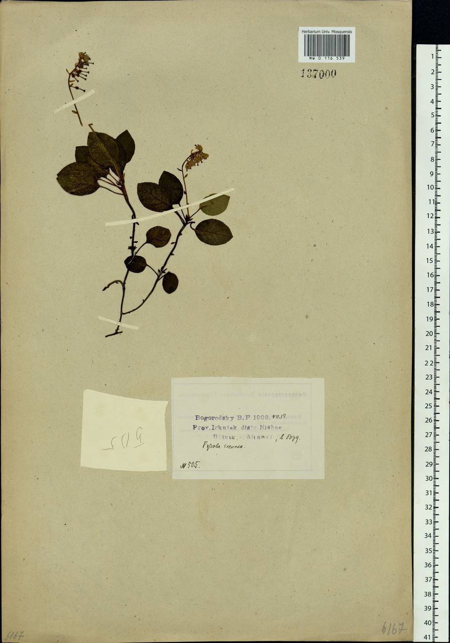 Ортилия однобокая (L.) House, Сибирь, Прибайкалье и Забайкалье (S4) (Россия)