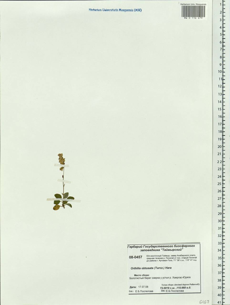 Ортилия однобокая (L.) House, Сибирь, Центральная Сибирь (S3) (Россия)