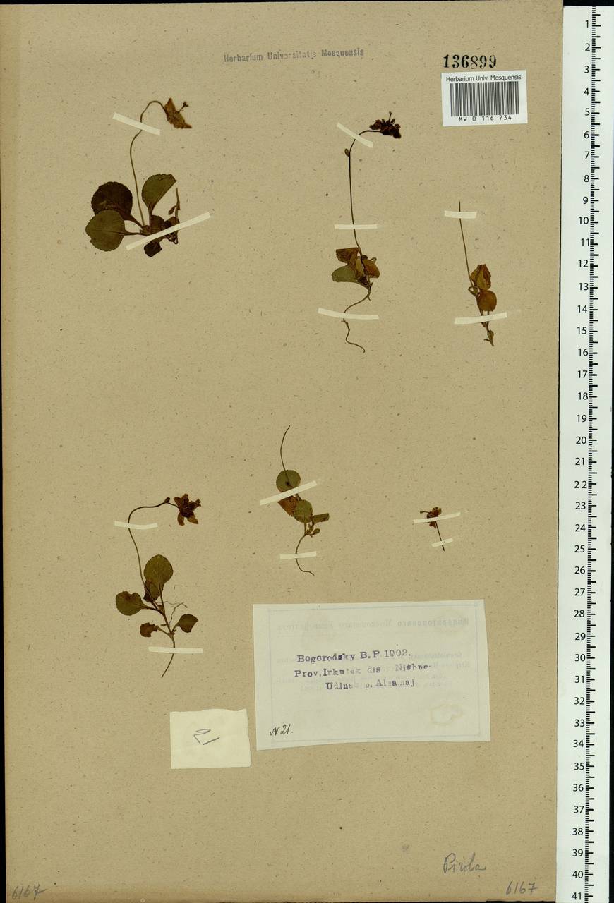 Одноцветка крупноцветковая (L.) A. Gray, Сибирь, Прибайкалье и Забайкалье (S4) (Россия)