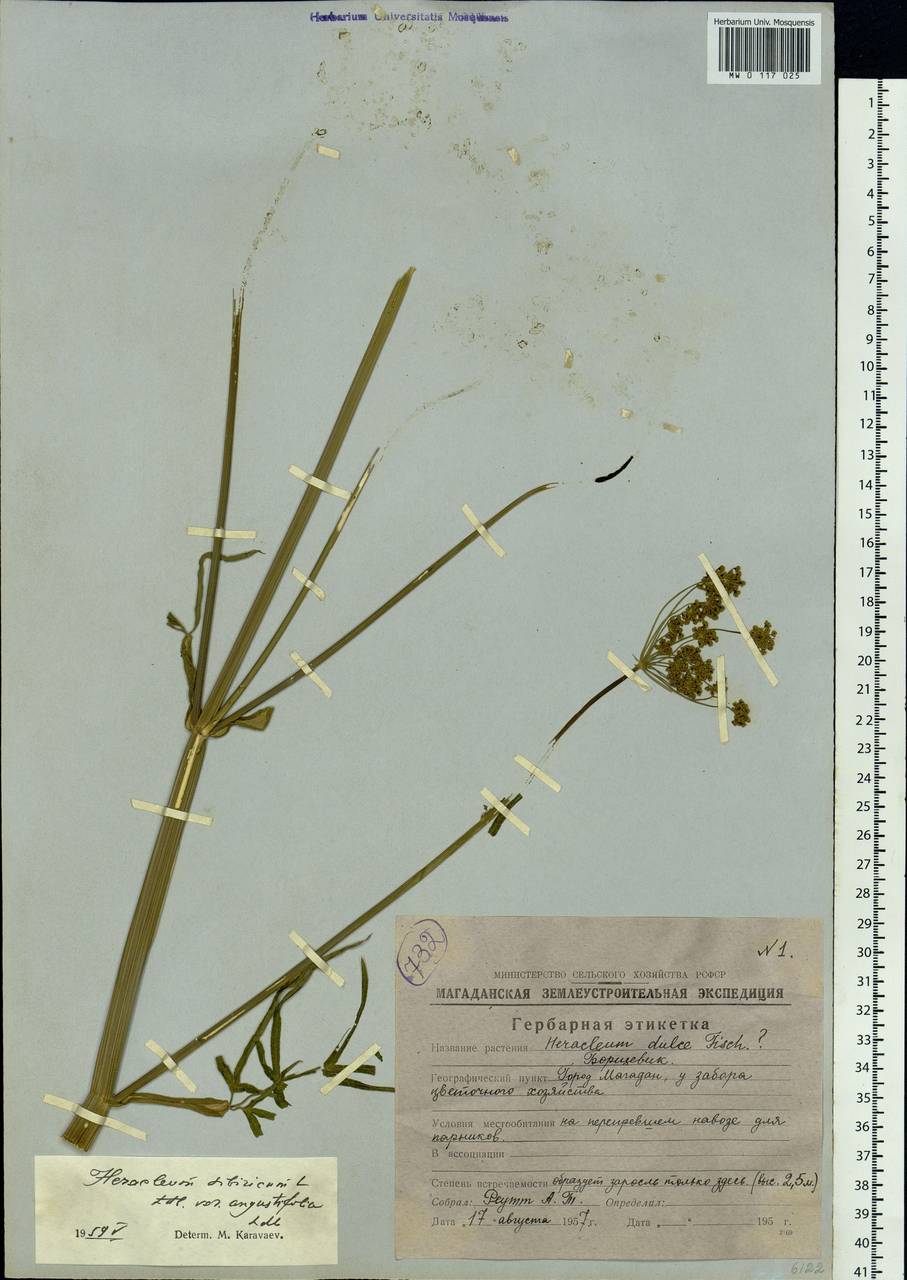 Heracleum sphondylium subsp. sibiricum (L.) Simonk., Сибирь, Чукотка и Камчатка (S7) (Россия)