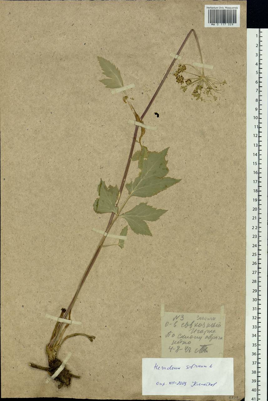 Heracleum sphondylium subsp. sibiricum (L.) Simonk., Сибирь, Центральная Сибирь (S3) (Россия)