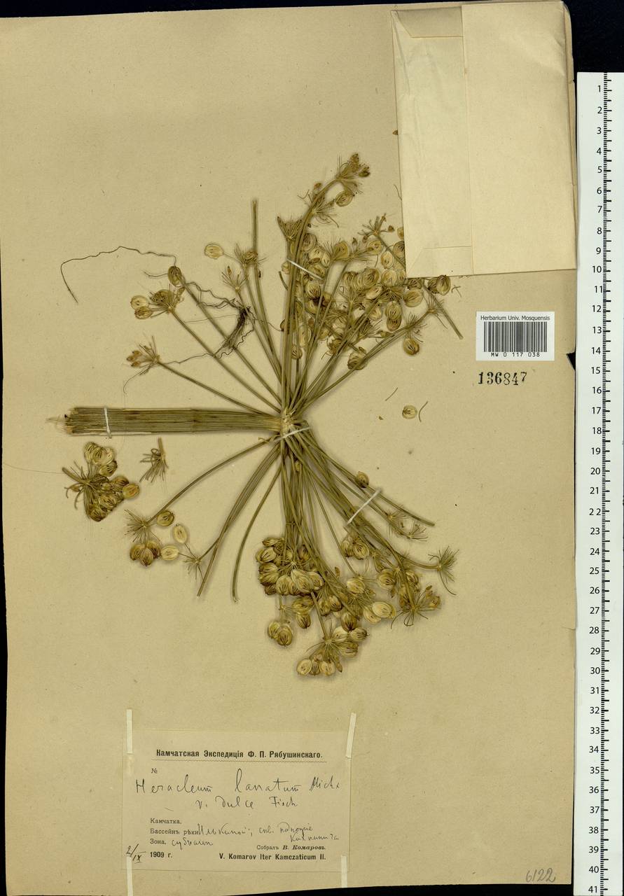 Heracleum sphondylium subsp. elegans (Crantz) Schübl. & G. Martens, Сибирь, Чукотка и Камчатка (S7) (Россия)