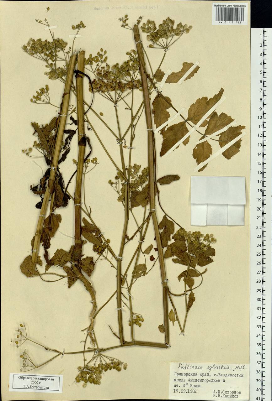 Pastinaca sativa var. sylvestris (Mill.) Mérat, Сибирь, Дальний Восток (S6) (Россия)
