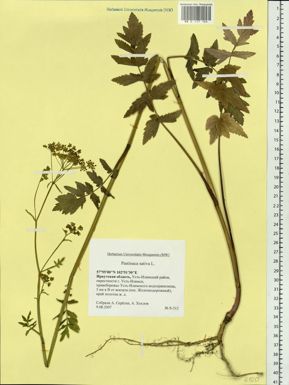 Pastinaca sativa var. sylvestris (Mill.) DC., Сибирь, Прибайкалье и Забайкалье (S4) (Россия)