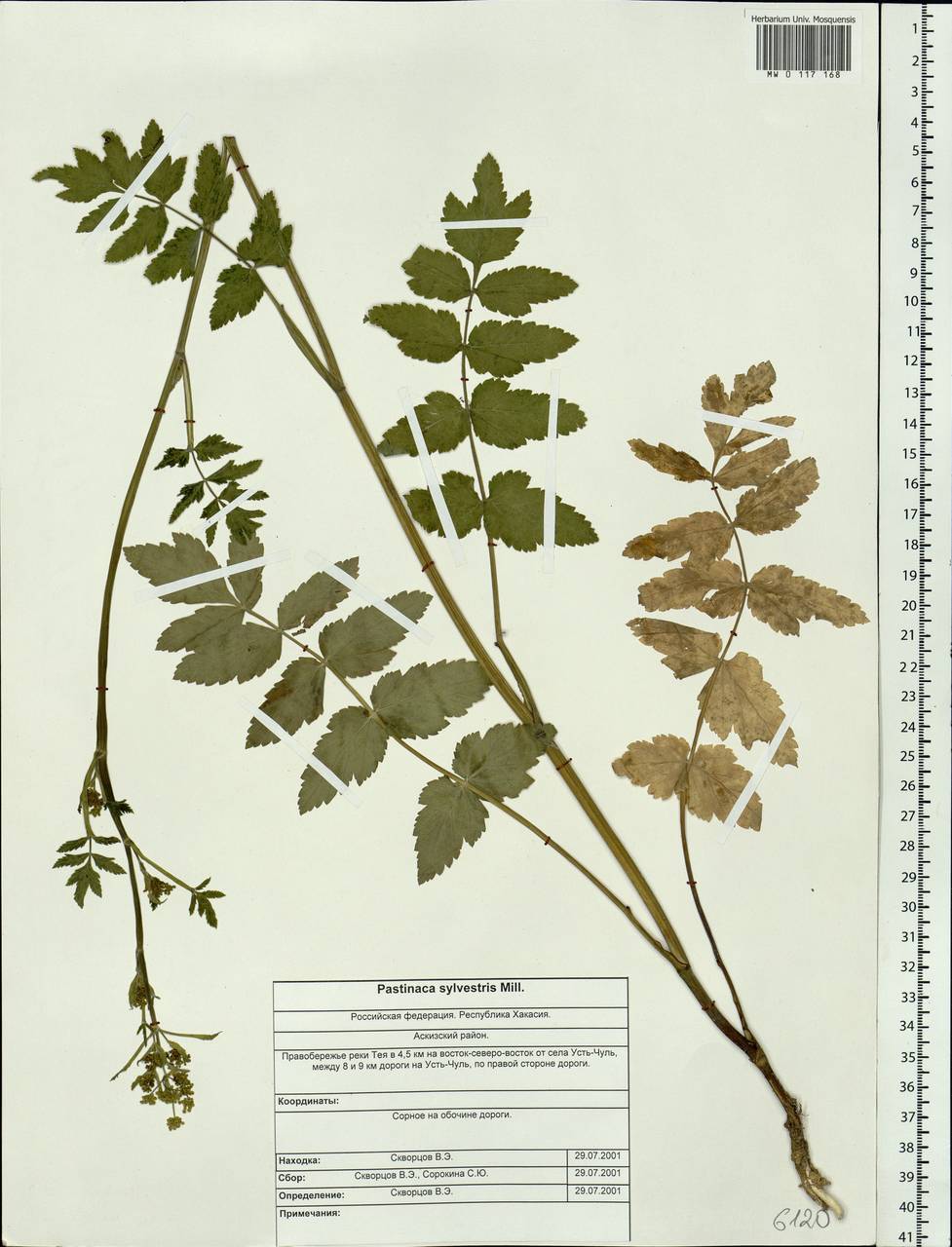 Pastinaca sativa var. sylvestris (Mill.) Mérat, Сибирь, Алтай и Саяны (S2) (Россия)