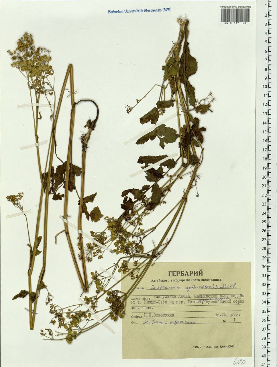 Pastinaca sativa var. sylvestris (Mill.) DC., Сибирь, Алтай и Саяны (S2) (Россия)