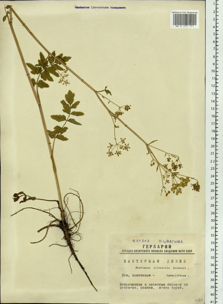 Pastinaca sativa var. sylvestris (Mill.) DC., Сибирь, Западная Сибирь (S1) (Россия)