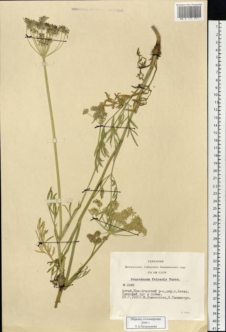 Haloselinum falcaria (Turcz.) Pimenov, Сибирь, Алтай и Саяны (S2) (Россия)