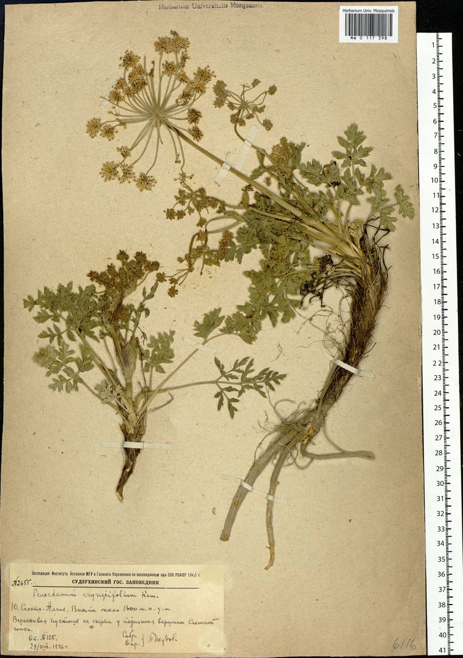 Китагавия синеголовниколистная (Kom.) Pimenov, Сибирь, Дальний Восток (S6) (Россия)