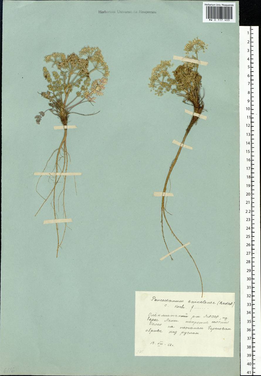 Китагавия байкальская (Redowsky ex Willd.) Pimenov, Сибирь, Якутия (S5) (Россия)