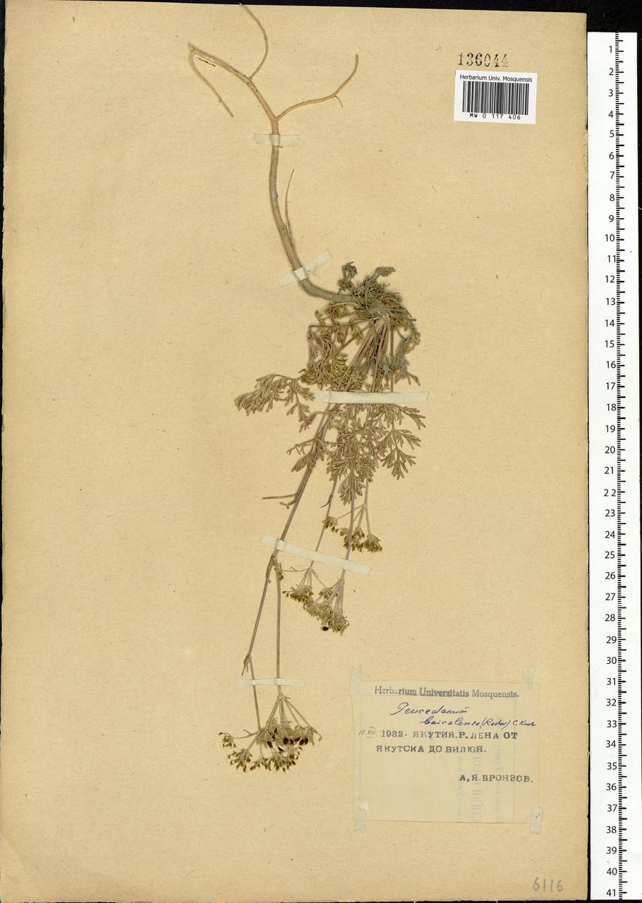 Китагавия байкальская (Redowsky ex Willd.) Pimenov, Сибирь, Якутия (S5) (Россия)